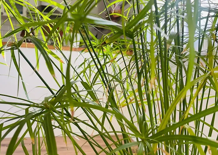 70m2 Romantic Living In The Old Town With Garden Apartament