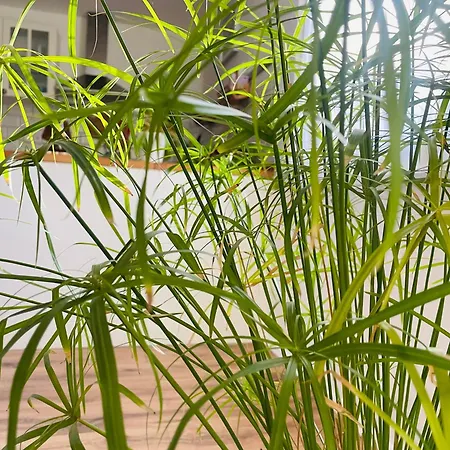 70m2 Romantic Living In The Old Town With Garden Appartement